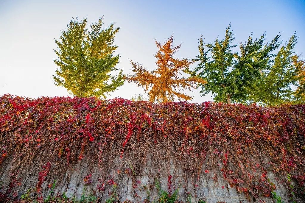 一路遐思入初冬，美好如约而至——张裕卡斯特酒庄