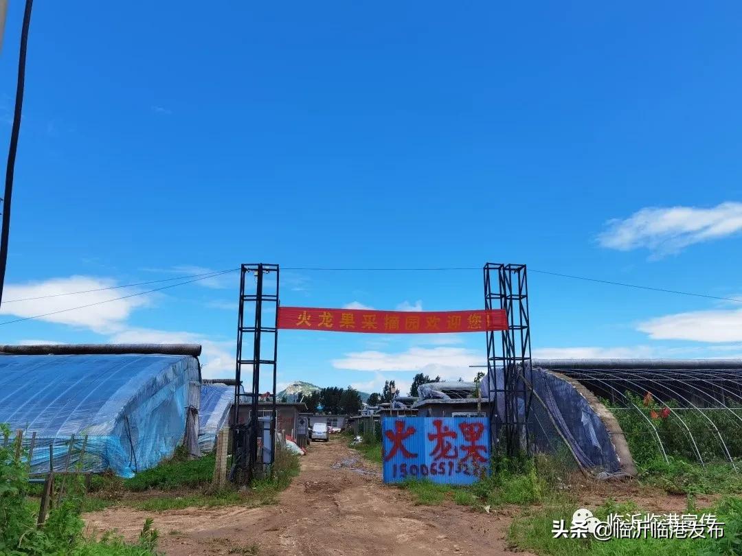 白莲镇火龙果采摘,火龙果采摘园欢迎您的到来