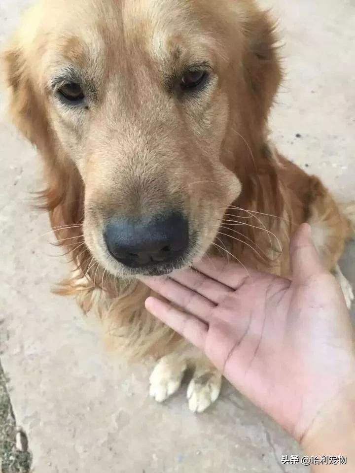 聪明金毛视频真实,为聪明的金毛点赞