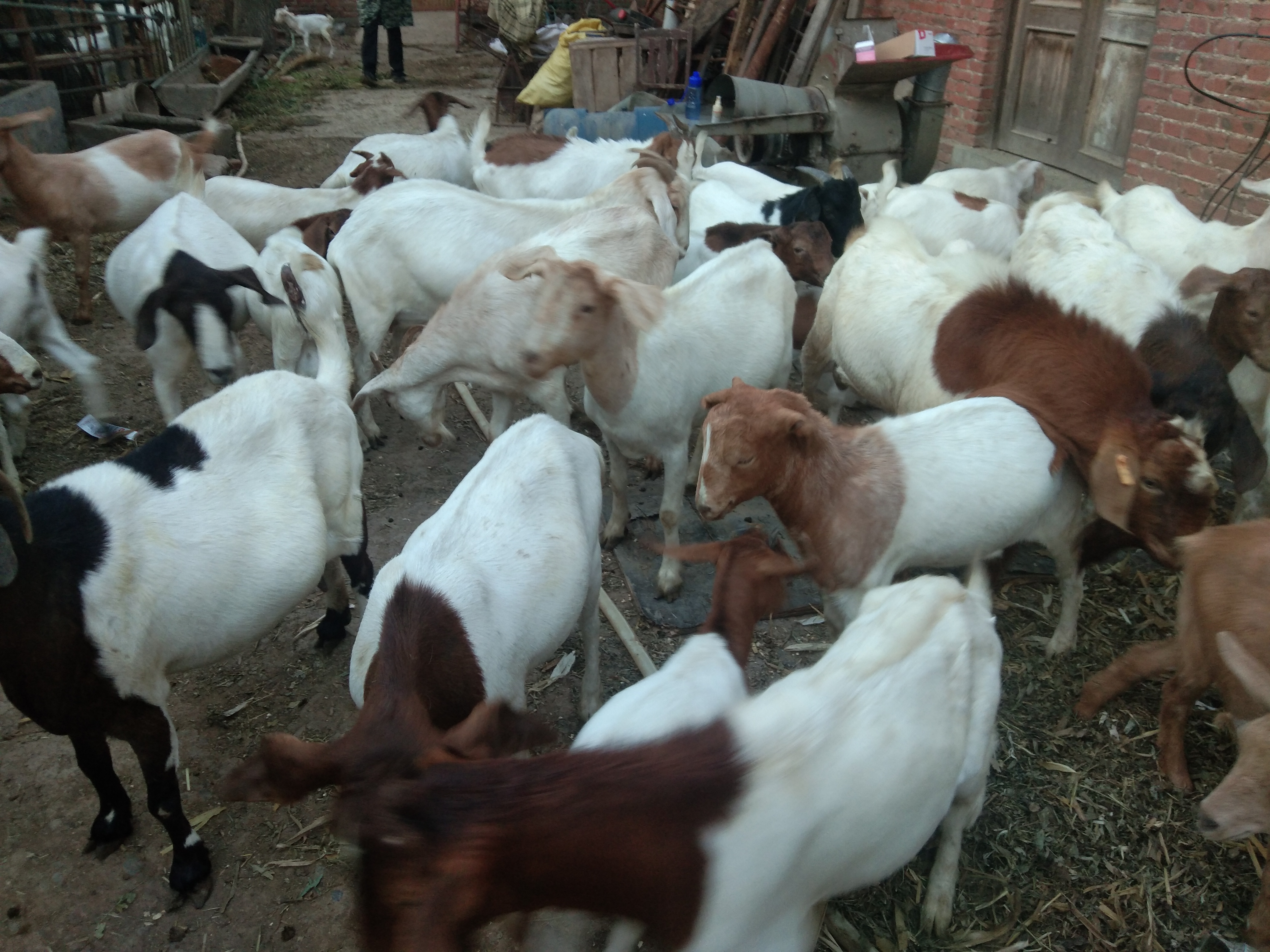 新手养羊是买羊羔还是买成羊,新手养羊前期买大还是小