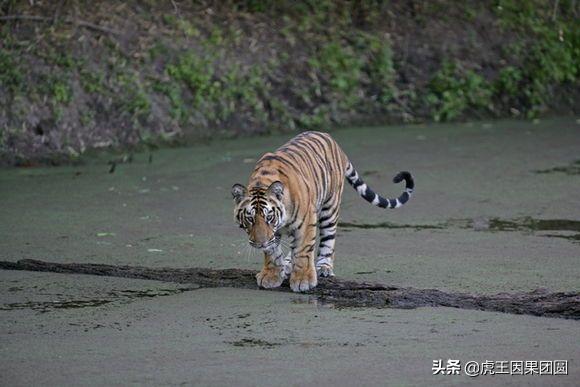 巴梅拉雄虎,传奇虎王战斗视频