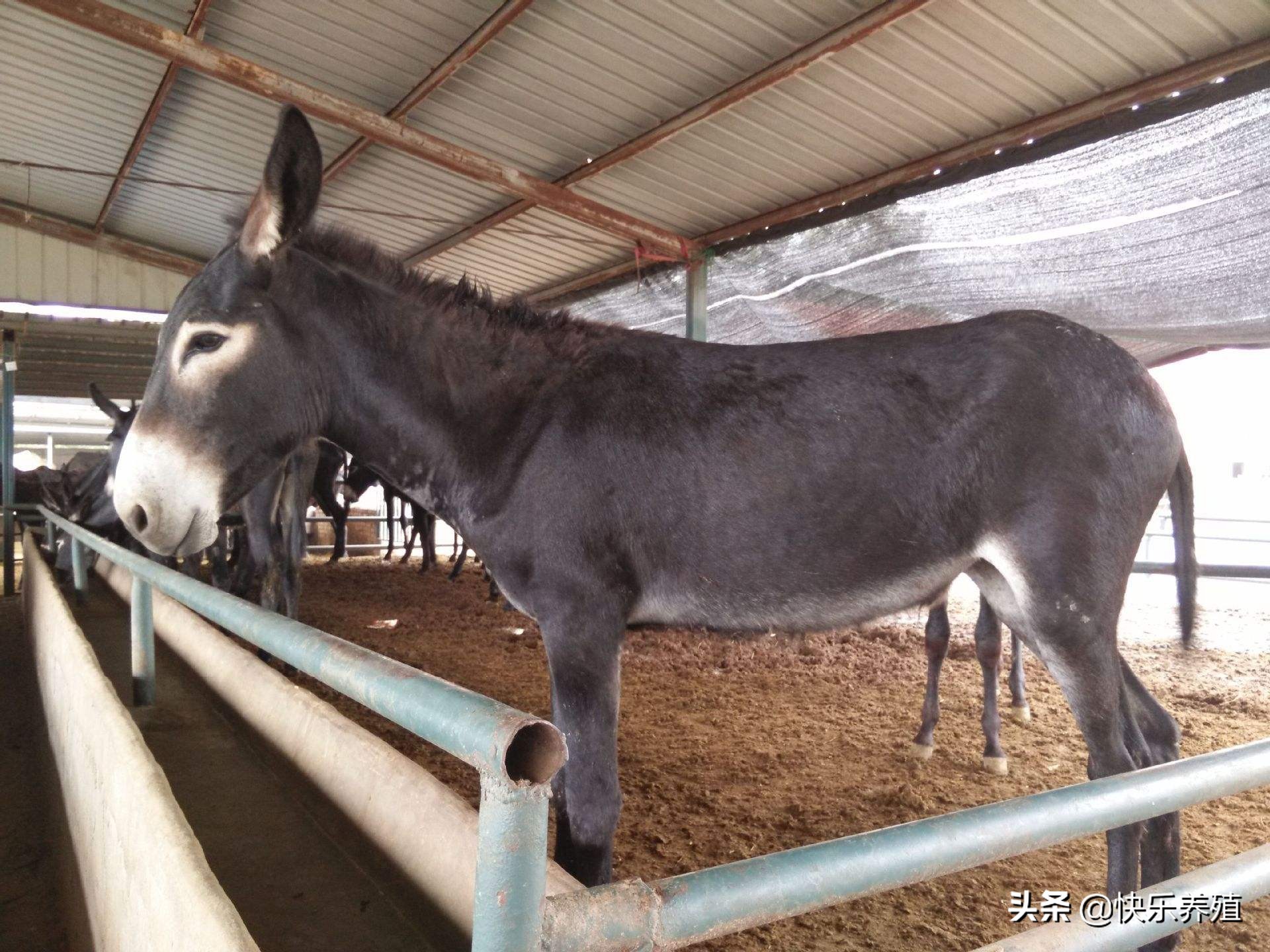 新手养驴具备五个条件,养驴新手该怎么入门