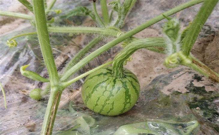 种植西瓜的技巧最神奇,西瓜种植如何达到高产