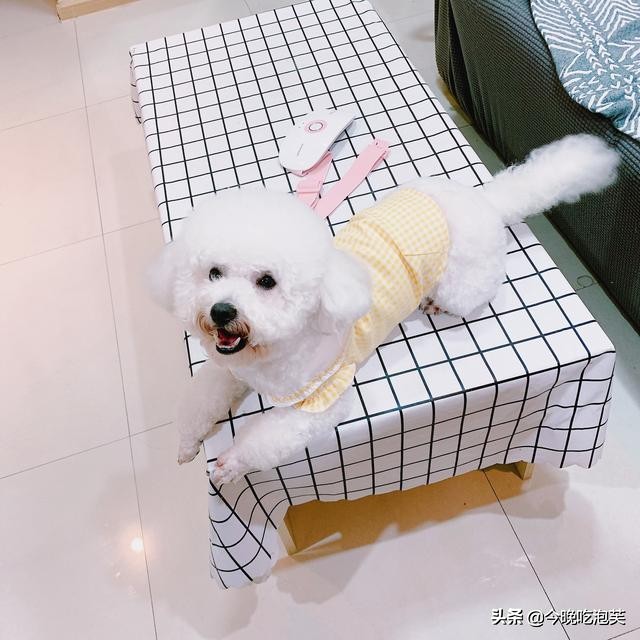 养狗怎样才让它不生病,养狗怎么让它护主