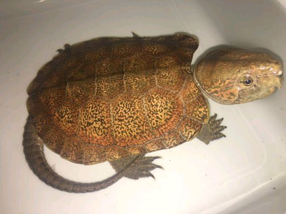 错甲龟和正常龟哪个贵,黄头侧颈龟错甲什么意思