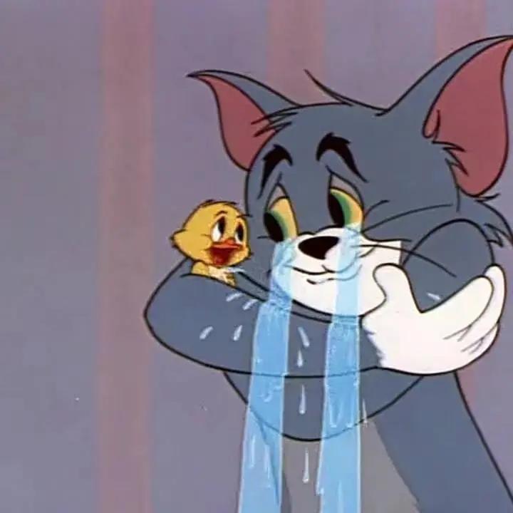 宿舍为什么不可以养猫,该不该在宿舍养猫