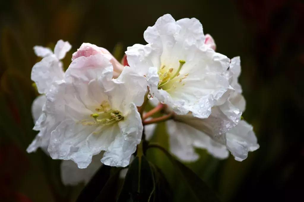 凉山最漂亮的花海,西昌赏花攻略