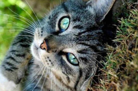 猫咪视力冷知识,为什么猫咪眼睛看起来不清澈