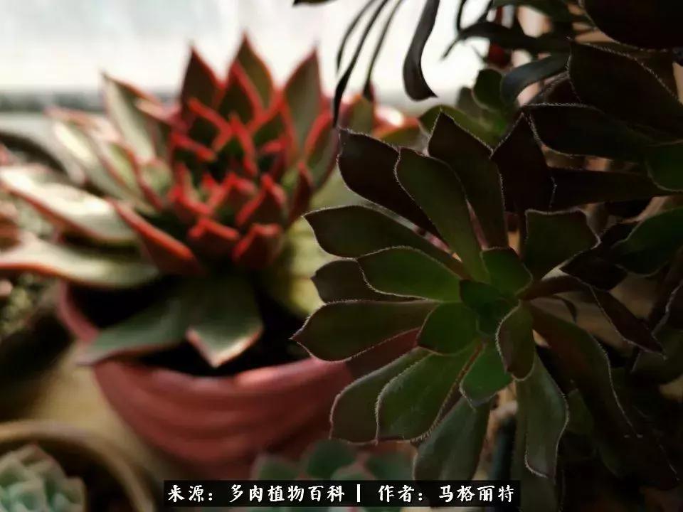 北方阳台多肉怎么过冬,北方阳台多肉