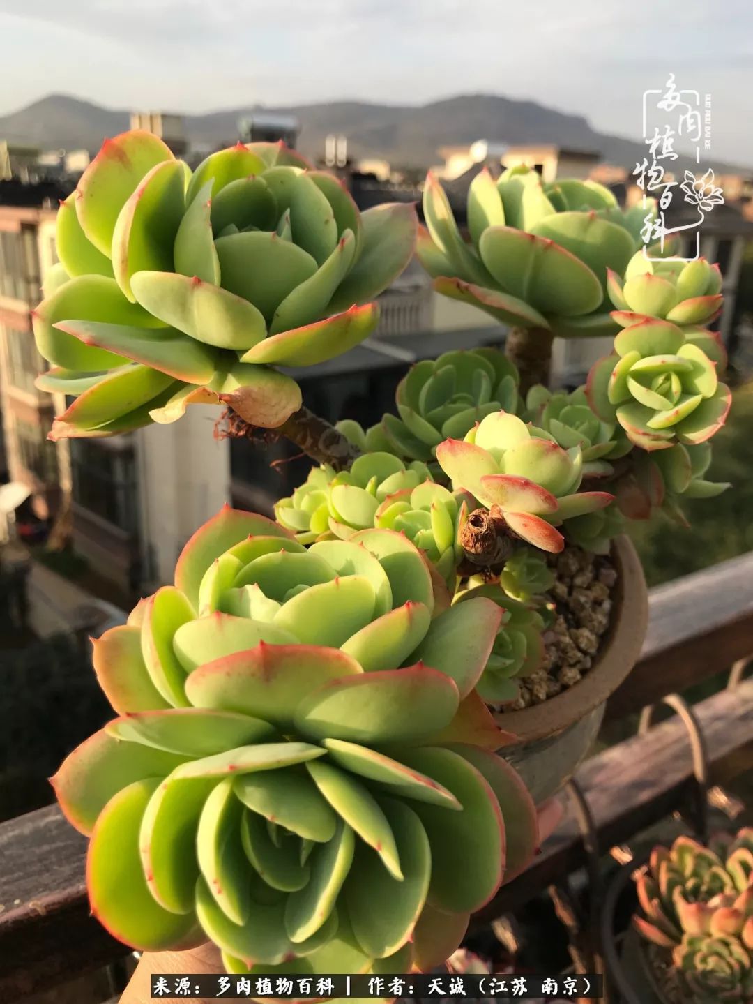 鍙拱瀵圭殑涓嶄拱璐电殑灏忔牱,鍙拱瀵圭殑涓嶄拱璐电殑鍥剧墖灞曠ず