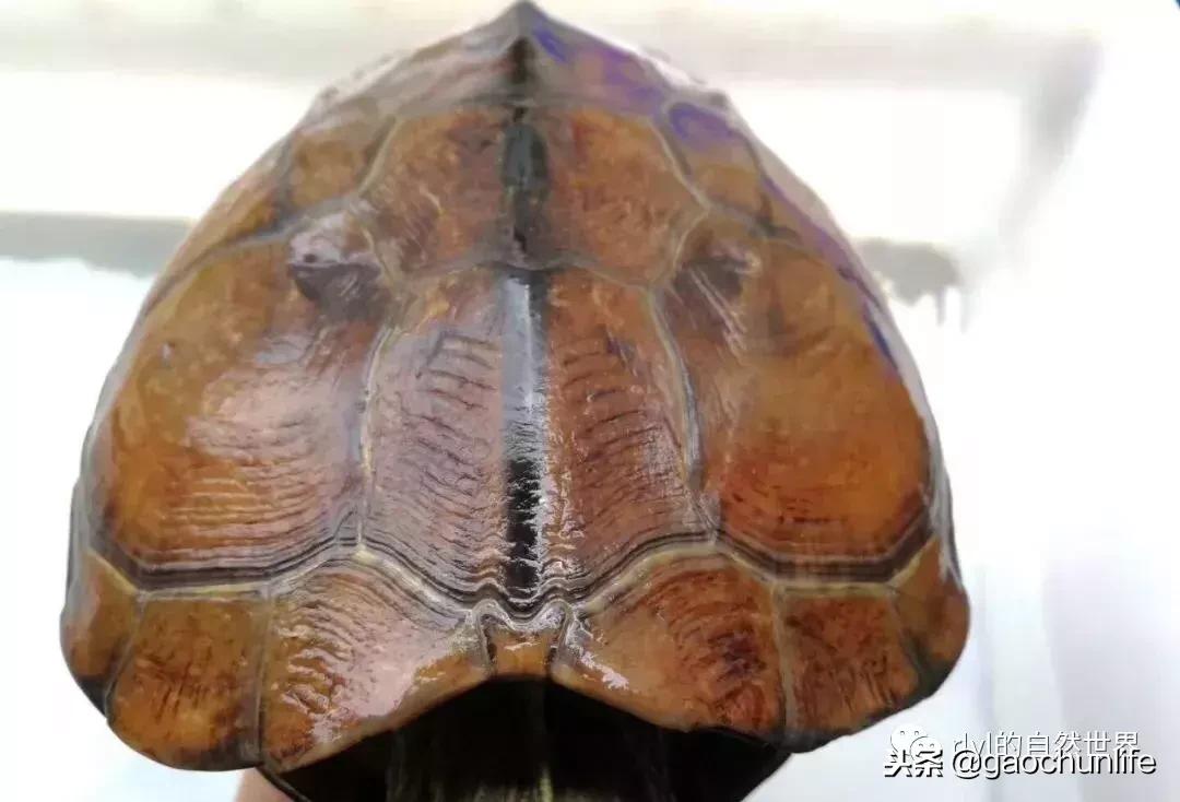 大草龟和小草龟谁好养,变异草龟和草龟的区别