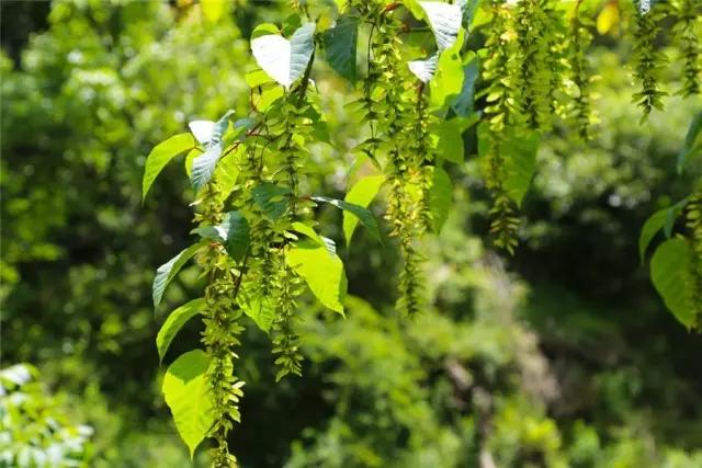 昆明徒步藏在郊区的童话山,昆明适合登山徒步的景点有哪些