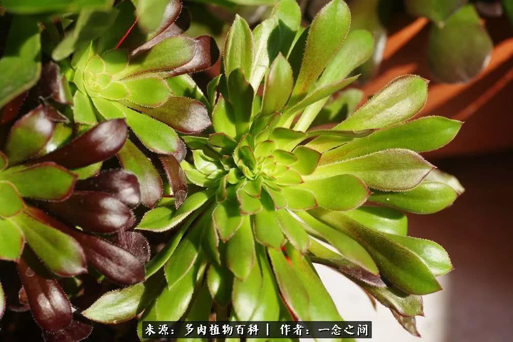 多肉牛群里的“七福神”（下）：男神篇！