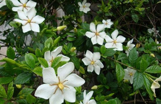 栀子花黄叶重剪后如何养护,栀子花长得细弱黄叶春季如何处理