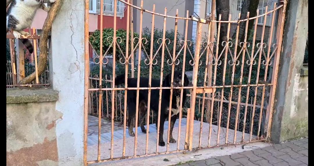 一群公猫围攻一只女猫,一群猫围殴一只猫