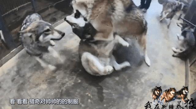 养狼disco：我在*疆新**，把狼养成了哈士奇