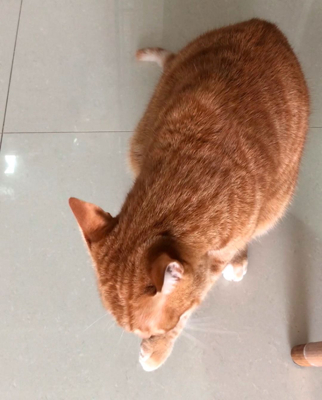 猫咪随便大小便如何纠正,猫咪随便大小便怎么办