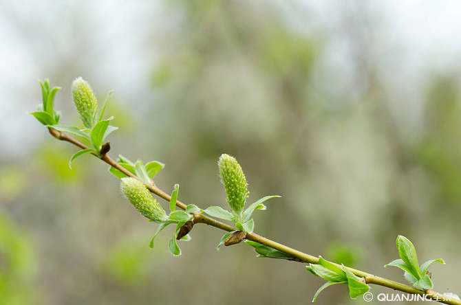 咏柳是曾巩写的还是贺知章写的,贺知章咏柳和曾巩咏柳的异同