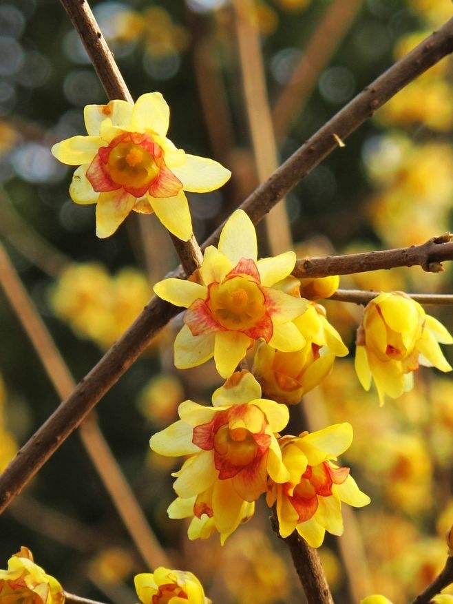 腊梅要怎么养开花才多,腊梅怎么养才好看
