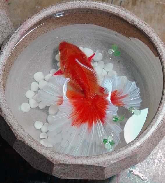 给大家推荐几种好养还不贵的金鱼,金鱼常见易养品种