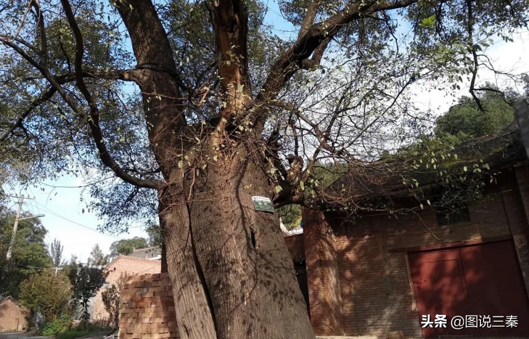 农村过事礼宾先生常喊“老小外（wei）上座”,老小外是啥亲戚？