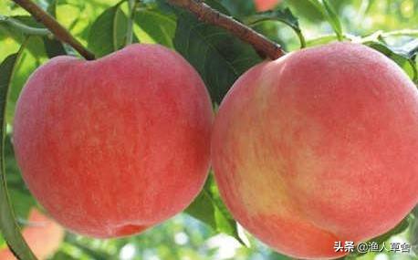 桃子成熟了怎么管理,桃子个头长小怎么办