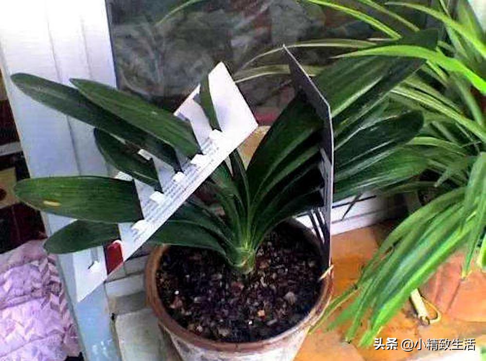 君子兰怎么摆放叶子不会长歪视频,君子兰的叶片长歪了该怎么办
