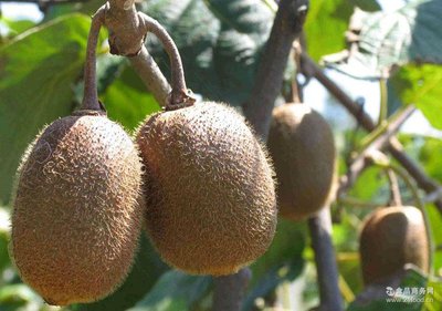 万源酵素的功效和作用,万源佳酵素的作用与功效