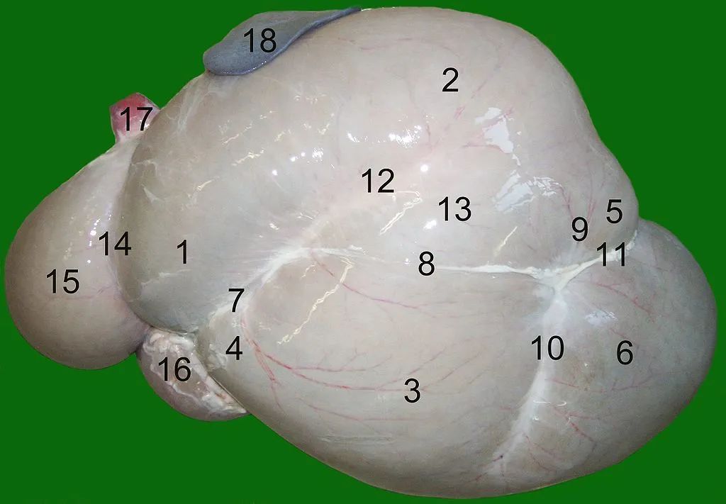 这只鸟长了个牛的胃，还有一身牛粪味