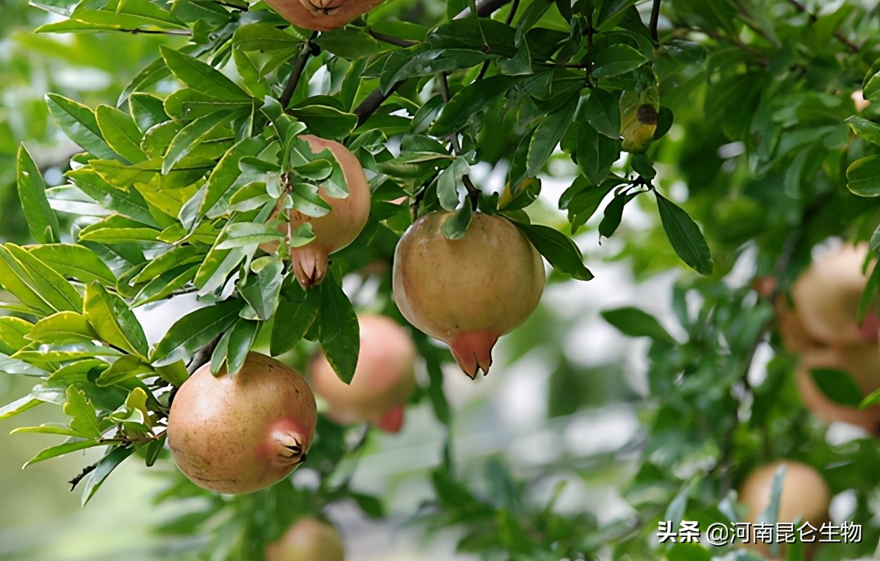 石榴烂根,石榴重茬根腐怎么办