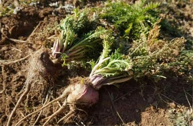 玛咖种子怎样种植,人工种植的玛卡