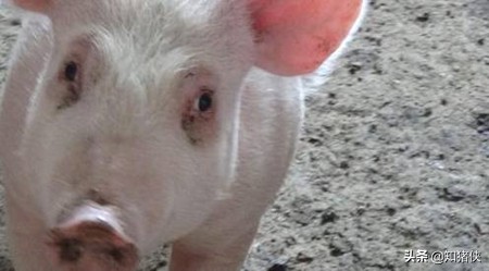 猪的泪斑特别严重什么原因,猪长泪斑怎么治疗