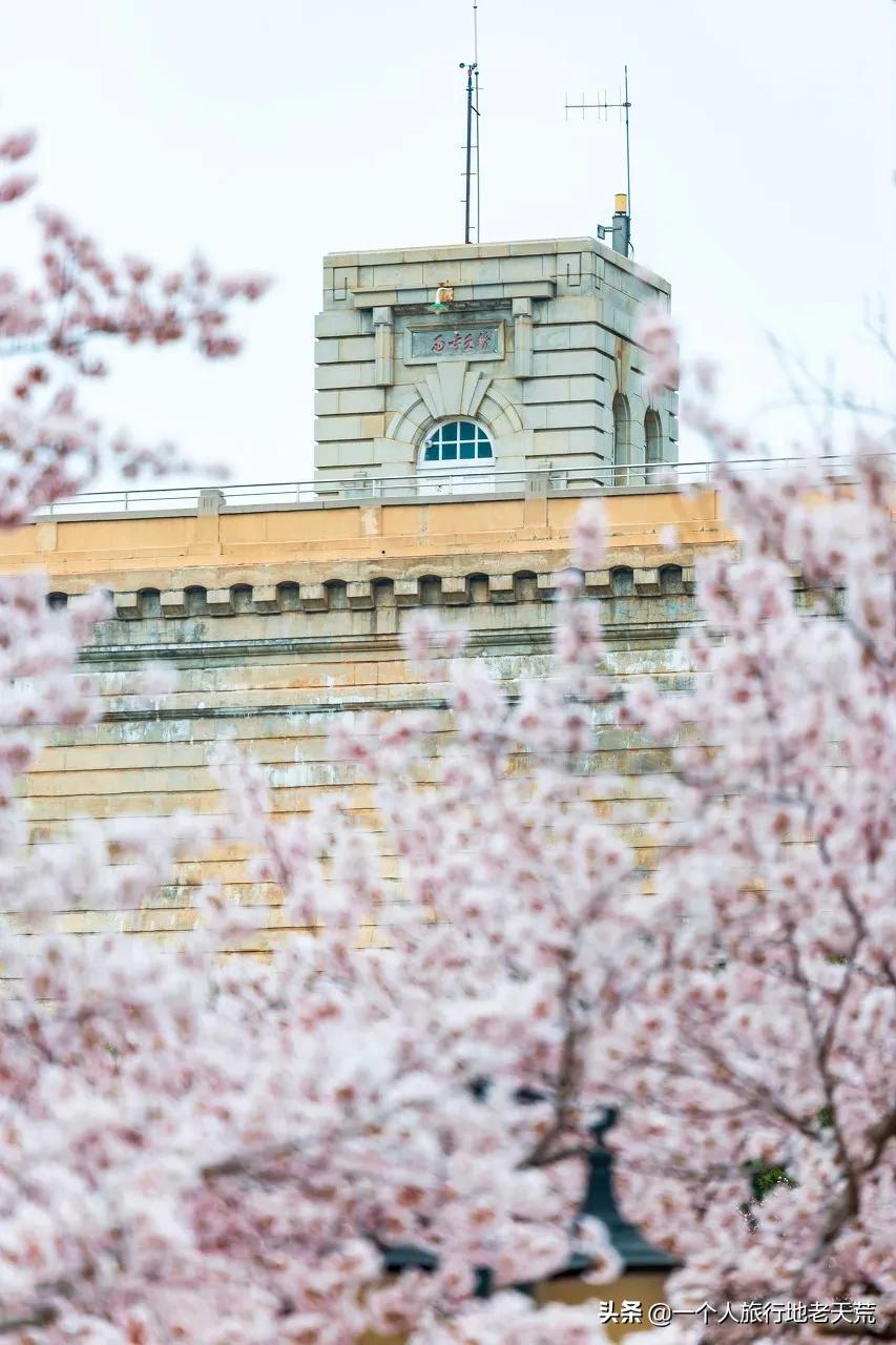 北方这座海滨老城，樱花不输日本，浪漫更胜巴黎