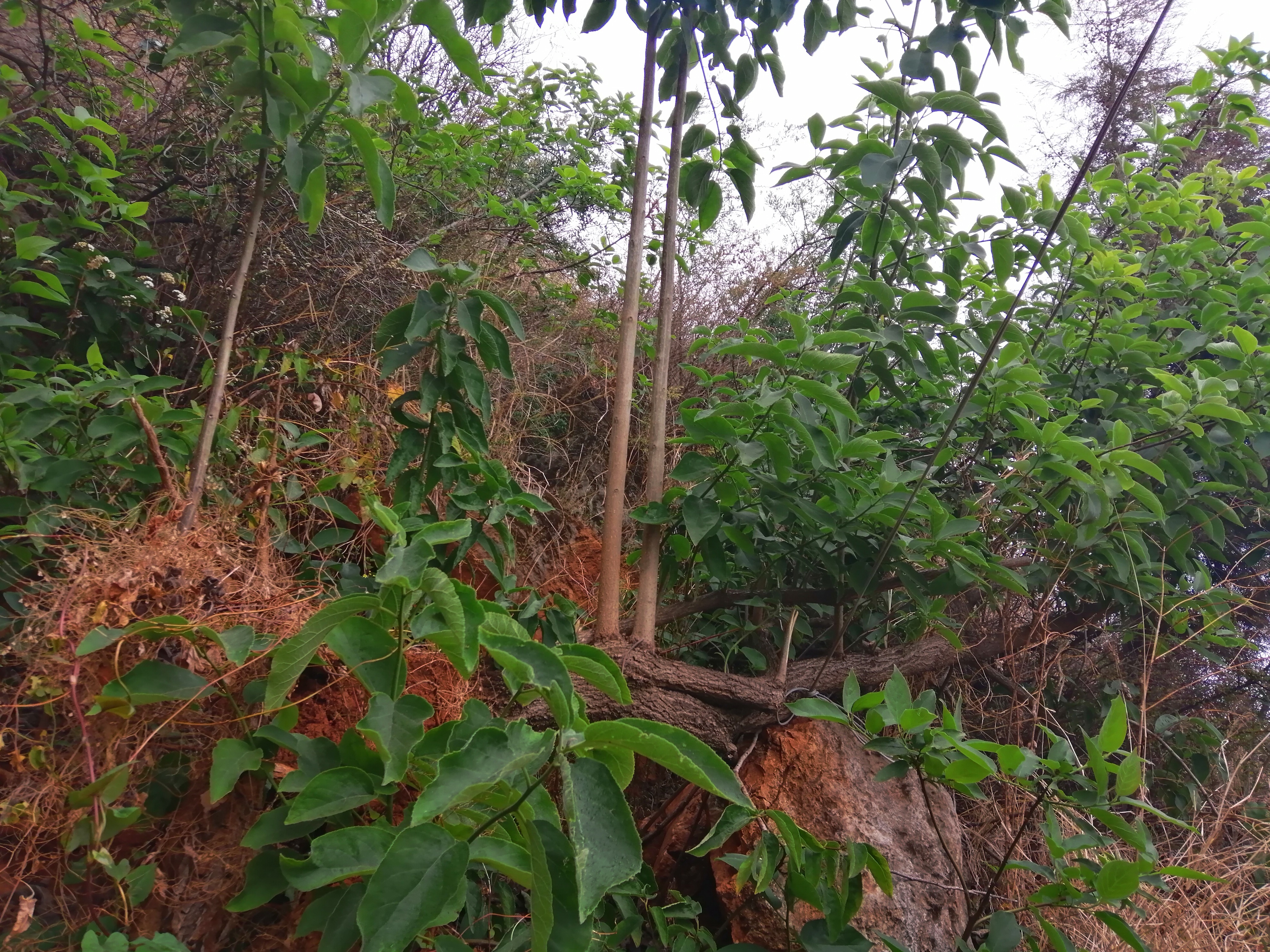 徐霞客都不愿离开的地方,徐霞客曾三次到访的世外桃源