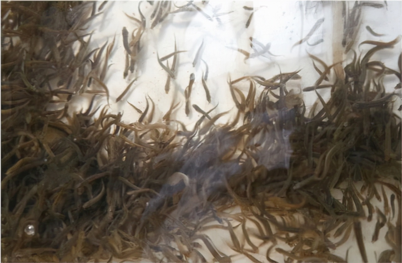 泥鳅打窝为什么钓不到,泥鳅打窝钓鱼的正确方法和技巧