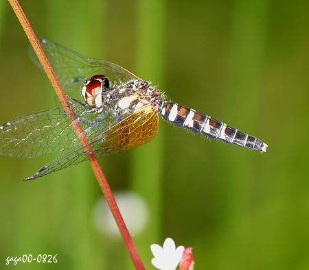 蜻蜓有什么特别的现象,很多蜻蜓飞是什么征兆
