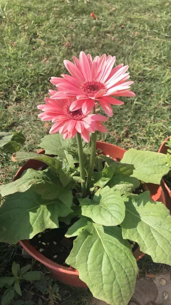 6种花不宜浇水,几种花不能给叶子喷水