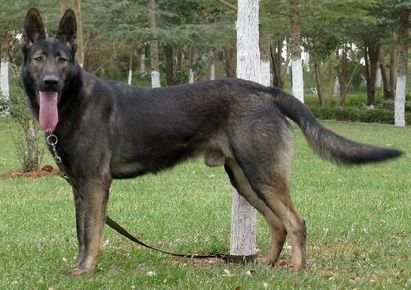 云南警犬昆明犬,央视昆明犬