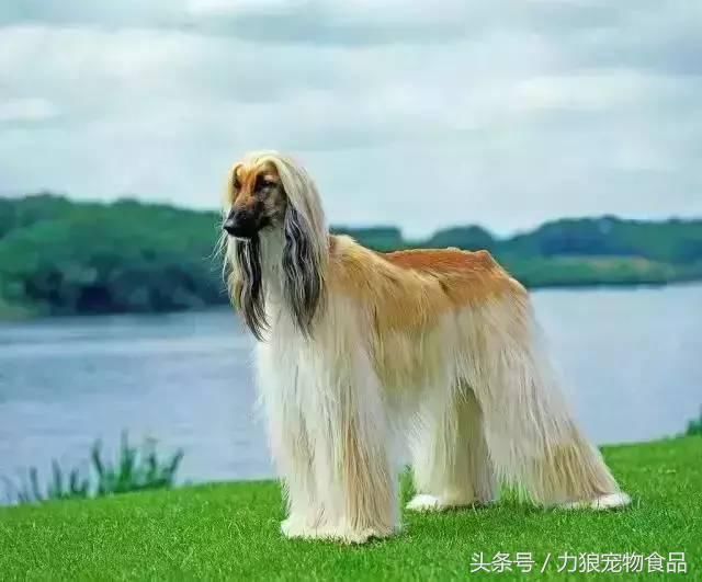 狗狗冷知识500条,狗狗柯基冷知识