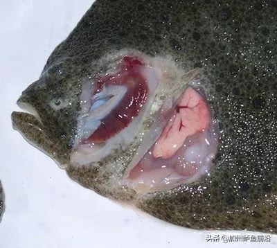 大菱鲆腹水病,水产养殖鱼肠炎病的治疗方案