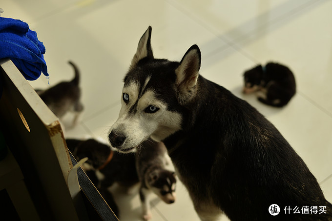 一次创世纪的生活体验—记哈士奇当妈妈