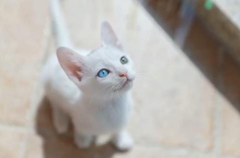 流浪猫被好心人收养后变成粘人,救助小猫被粘鼠板粘住扔到垃圾桶