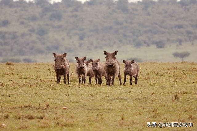非洲真实故事|抑郁症是白人的专属病情?我一身全黑,也差点自杀