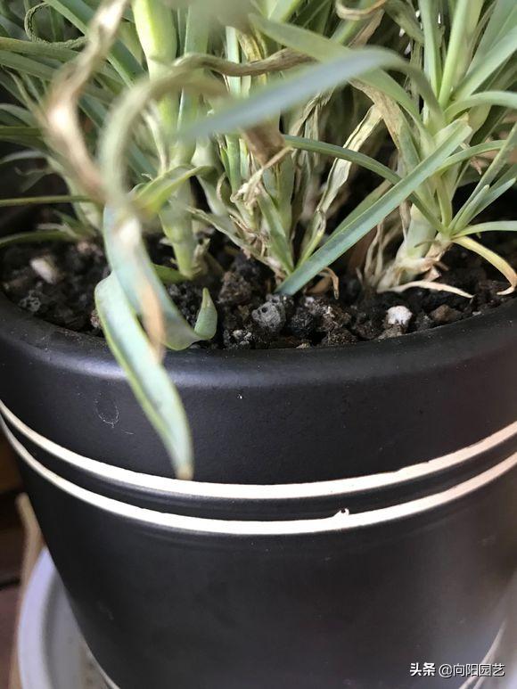 磷钾肥浇康乃馨,养康乃馨需要每天换水吗