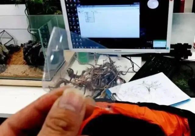 本色水景雨林,本色水景假山