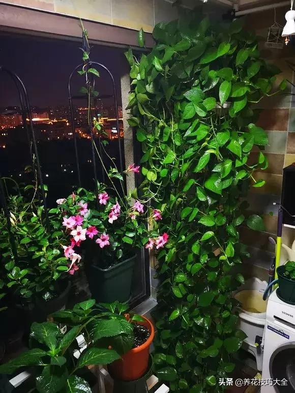 绿萝不花钱怎么可以养得更旺盛,绿萝水养放什么长得快