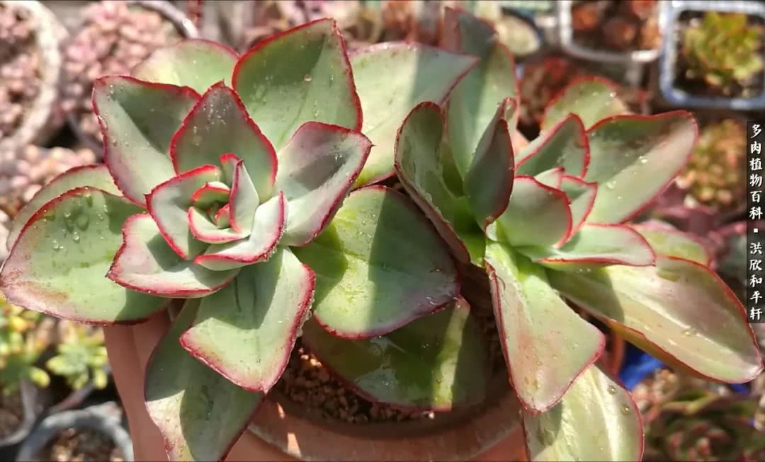 多肉的四季轮回,四季轮回多肉