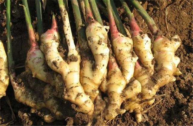 生姜最新栽培方法和技术要点,生姜栽培技术