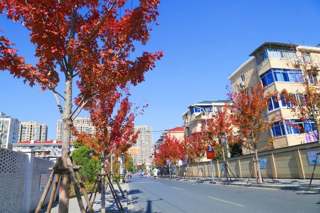 上海最美秋景,上海哪些公园可以拍秋景