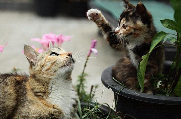 猫咪发情时我们应该怎么办？大掌柜带你了解猫咪的发情期！